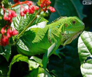 yapboz Yeşil iguana